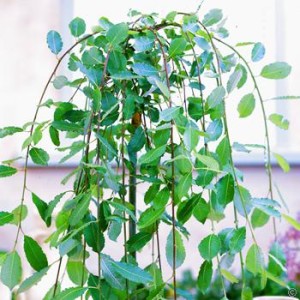salix-kilmarnoch