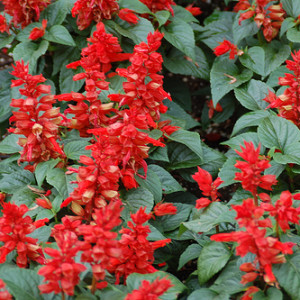 salvia-splendens