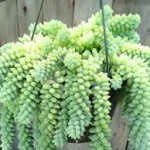 sedum-burritum