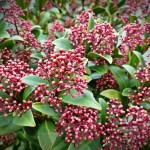 skimmia