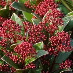 skimmia-rubella