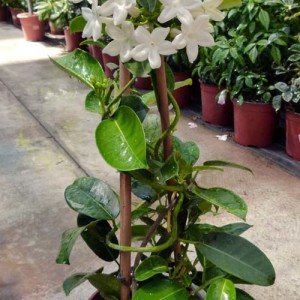 stephanotis