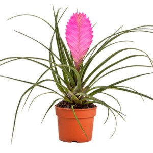 tillandsia-anita