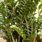 zamioculcas