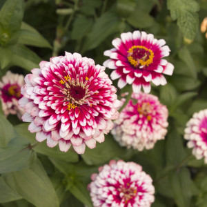 zinnia