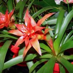 guzmania