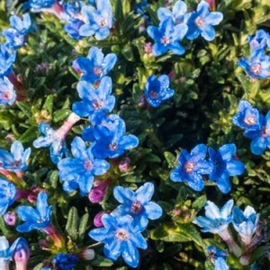 lithodora