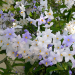 solanum-iasminoide